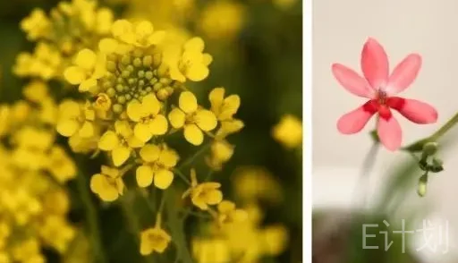 第四次线上课程回顾｜窥探植物私生活