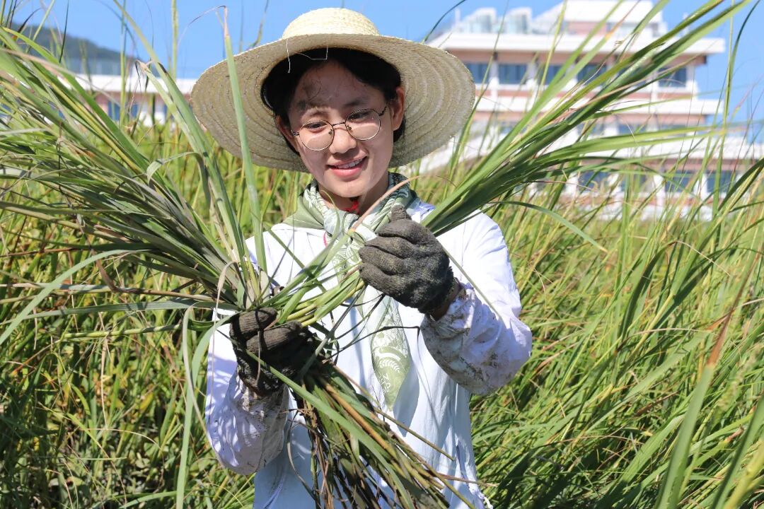 清理互花米草1.jpg