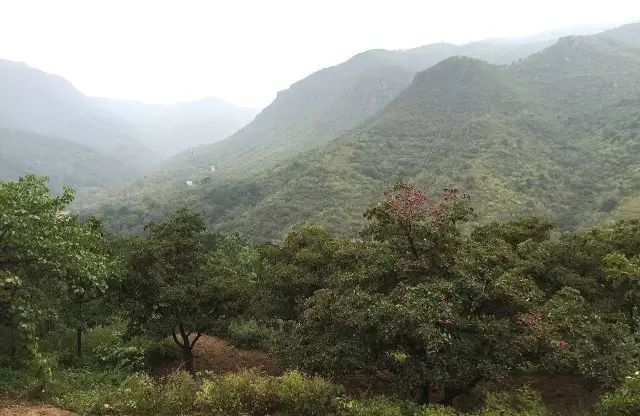 妙峰山营期自然观察小记