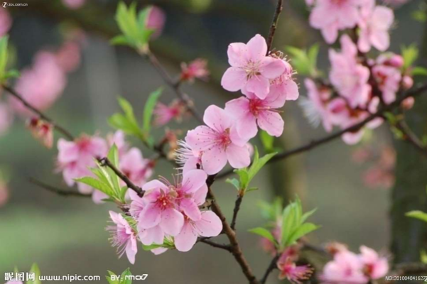 课程回顾 | 芳春天晓，一起来赏花观鸟