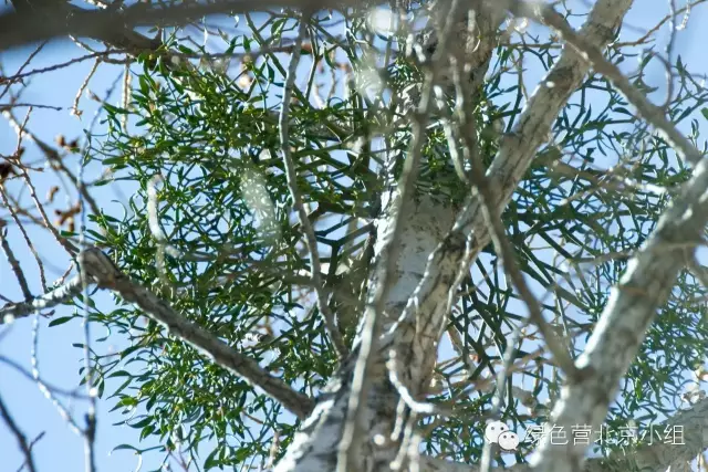 营期通讯｜白河峡谷，在春天，或者在梦里