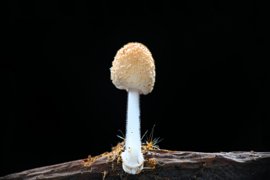 记录上海的蘑菇｜9月下旬汇总