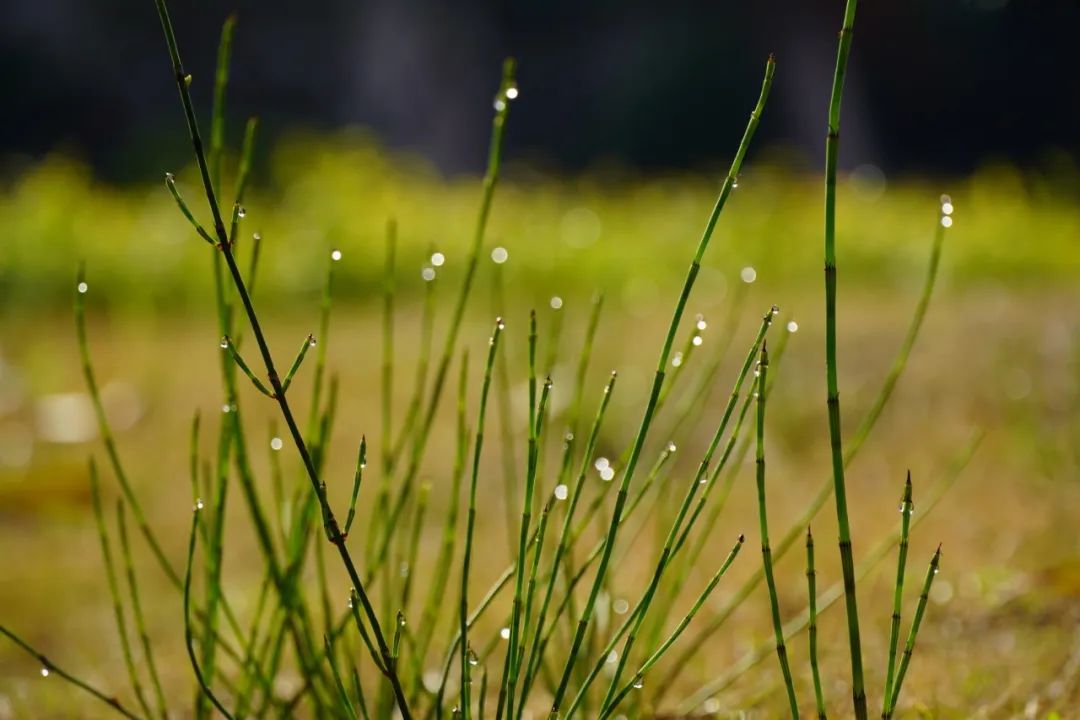 蕨类记录 3月-4月