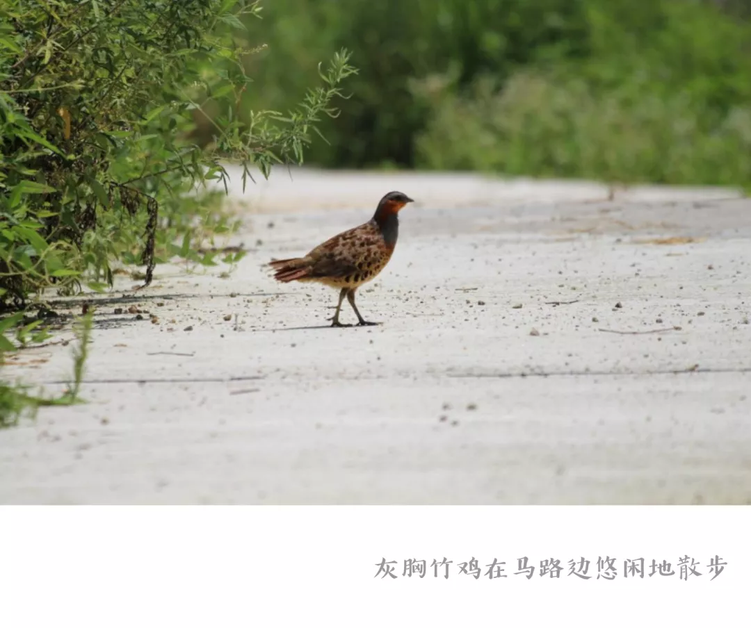 营期回顾 | 2018福建君子峰自然讲解员训练营（二）