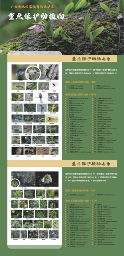 恩城保护区重要物种