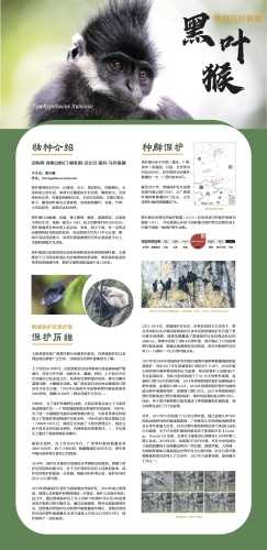 黑叶猴