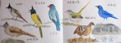 14.冠斑犀鸟的邻居们